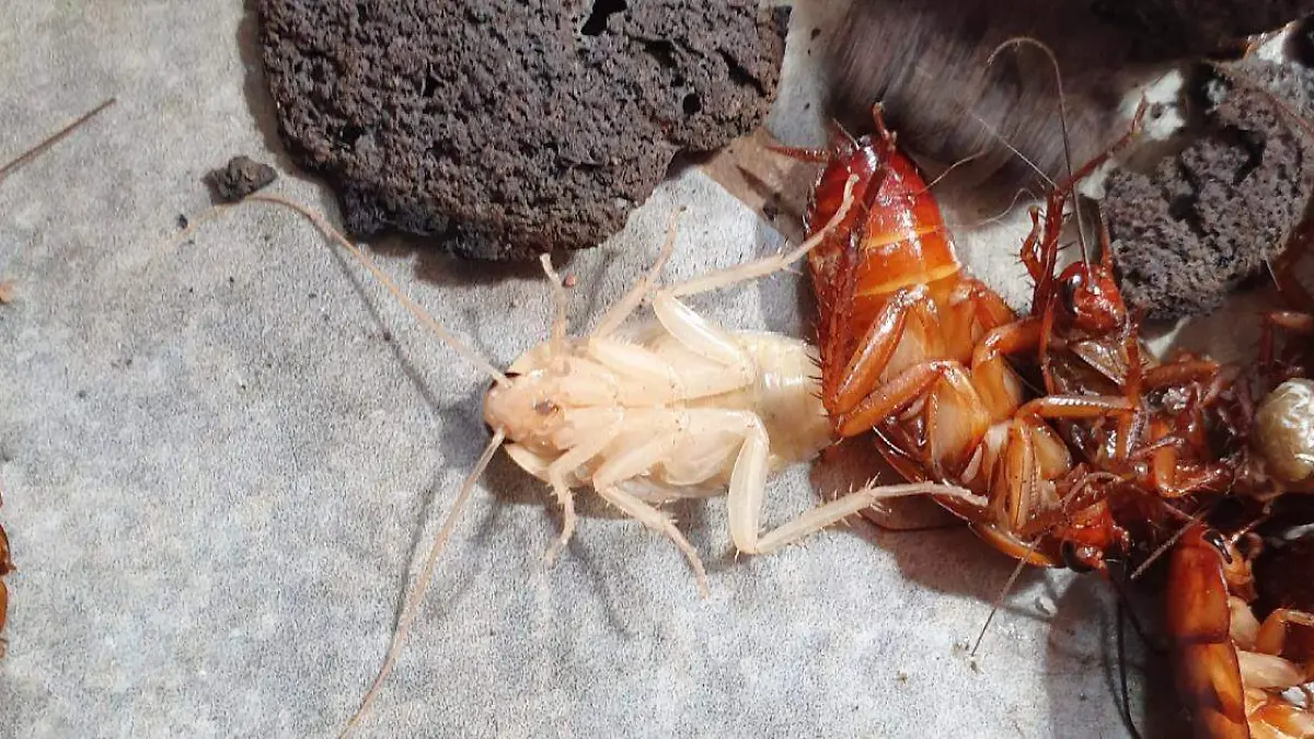 Qué significa encontrar una cucaracha blanca en tu hogar